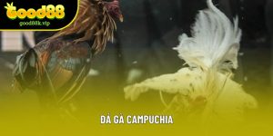 Đá Gà Campuchia Good88 - Hình Thức Cá Cược Gay Cấn Nhất