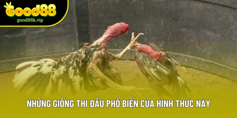 Những giống thi đấu phổ biến của hình thức này