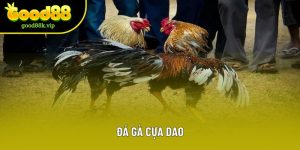 Đá Gà Cựa Dao – Trải Nghiệm Cá Cược Đỉnh Cao Tại Good88