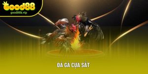 Đá Gà Cựa Sắt – Sân Chơi Cá Cược Đỉnh Cao Tại Good88