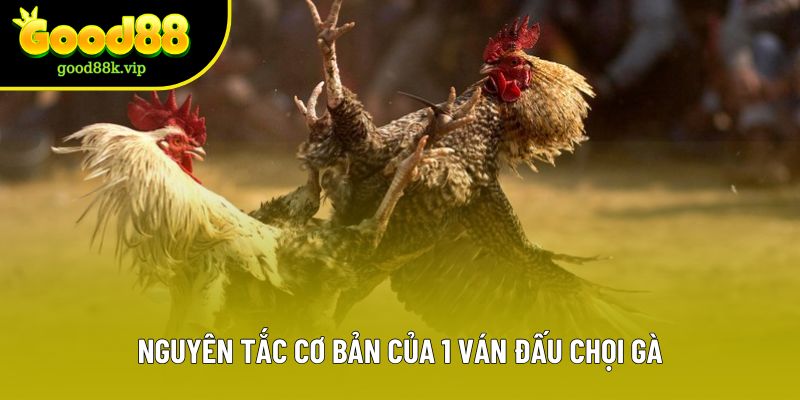 Nguyên tắc cơ bản của 1 ván đấu chọi gà