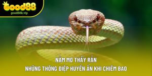 Nằm Mơ Thấy Rắn | Những Thông Điệp Huyền Ẩn Khi Chiêm Bao