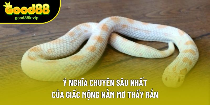 Ý nghĩa chuyên sâu nhất của giấc mộng nằm mơ thấy rắn