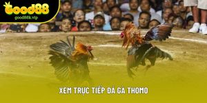 Xem Đá Gà Trực Tiếp Thomo - Địa Điểm Và Kinh Nghiệm Tối Ưu