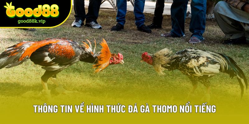 Thông tin về hình thức đá gà Thomo nổi tiếng