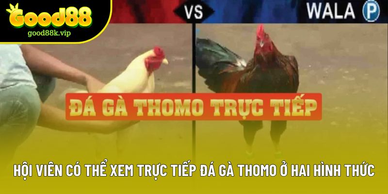 Hội viên có thể xem đá gà trực tiếp Thomo ở hai hình thức